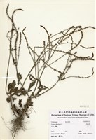 藏品(馬鞭草)的圖片